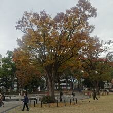 市内の平坦地の公園なんで、この時期でも紅葉はこの程度です。