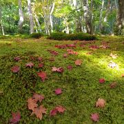 青い苔に敷モミジが映える