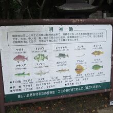 汽水湖であることの説明です。