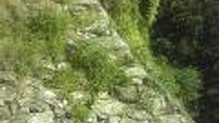 お散歩の人も多かった