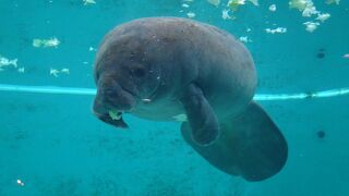 キャベツだかレタスだかをガバガバ