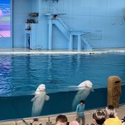 １日遊べる水族館