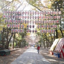 鳥居がいっぱい。