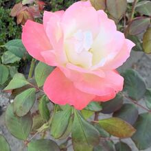 福山は薔薇でも知られています。