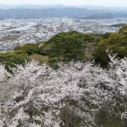 満開の桜を見下ろす