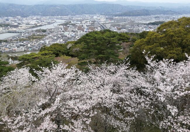 満開の桜を見下ろす