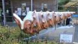 なぎビカリアミュージアム