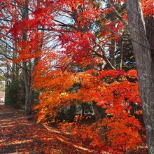 紅葉