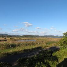 西岸のヨシ原。