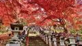 神奈川県内随一の紅葉の名所