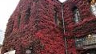 ツタの真っ赤な紅葉が美しい