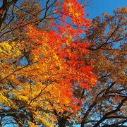 紅葉が美しい眺望スポット