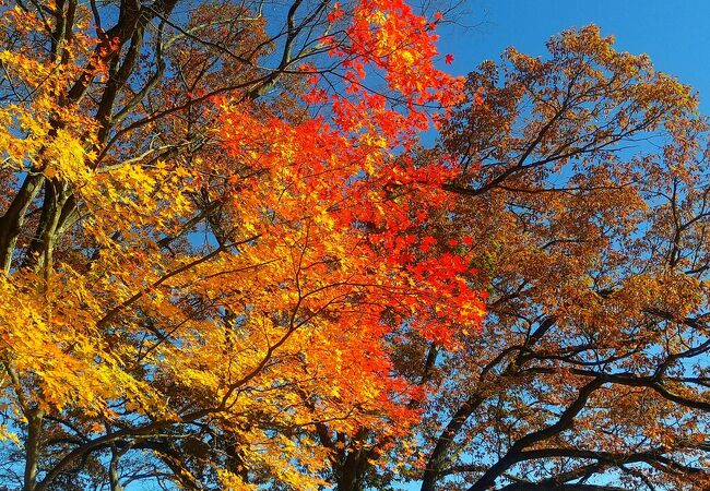 紅葉が美しい眺望スポット