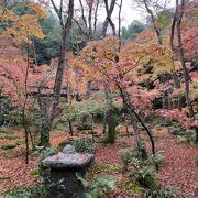 散り紅葉を見てほしい