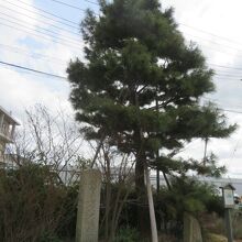 明智光秀ゆかりの松です