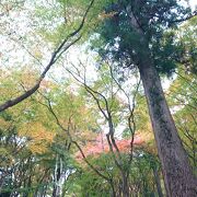 標高は高くありませんが、確かに山です