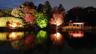 紅葉のライトアップの大仙公園日本庭園