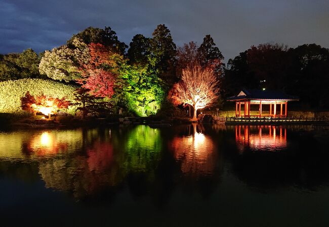 紅葉のライトアップの大仙公園日本庭園