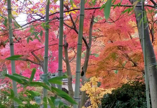 紅葉の季節は混雑、共通券が便利