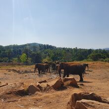 ピンナワラのゾウの孤児園