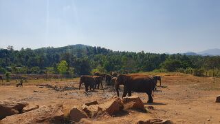 ピンナワラのゾウの孤児園