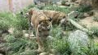 新竹市立動物園