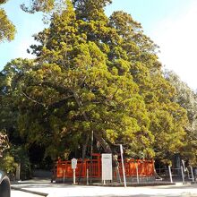 本殿前にある綾杉