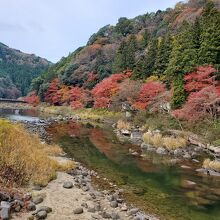 11月中旬がピーク