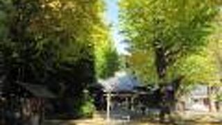 きれいな落葉が見られました