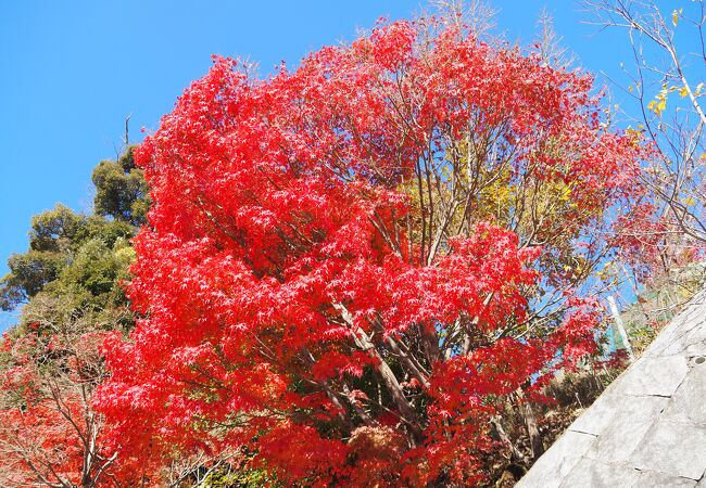 伽藍が落慶し、池の庭園もできて雰囲気が大分変わりました