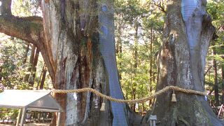 パワーをいただきました。