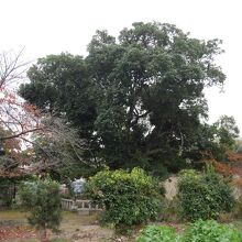 木々がもわっとなっているのがかわいらしい。