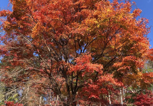 最上山公園