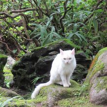 白にゃんこがお出迎え