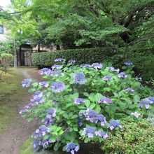 あじさい