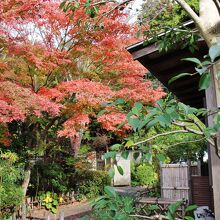 茶室「城山庵」付近の紅葉