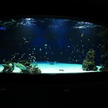中心となる水槽。