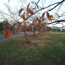 秋らしく広場の桜の木が赤茶色に染まってました