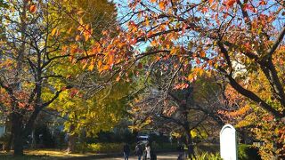 上野公園も秋めいてまいりました。