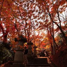 もみじ寺