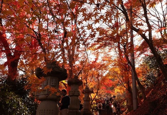 紅葉の撮影スポットが多い
