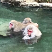 入浴中の野猿