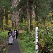 樹齢推定１０００年以上の爺杉