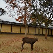  奈良市街の東一帯に広がる、総面積約660ヘクタールという広大な公園