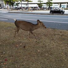 道路のそばにも普通に鹿がいます
