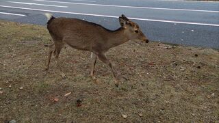 奈良はやっぱり鹿