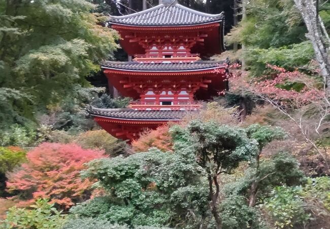 紅葉の日曜　お寺一人で貸し切りでした