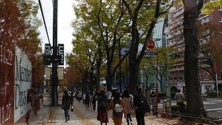 昼間はケヤキが薄っすらと色づいています。