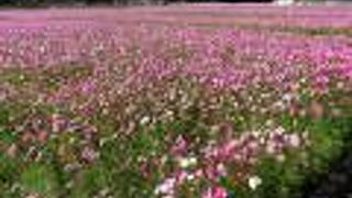 コスモス祭の際寄ったら、かかしが沢山いました