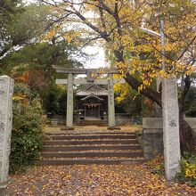 須賀神社はイチョウの落葉が盛んでした。